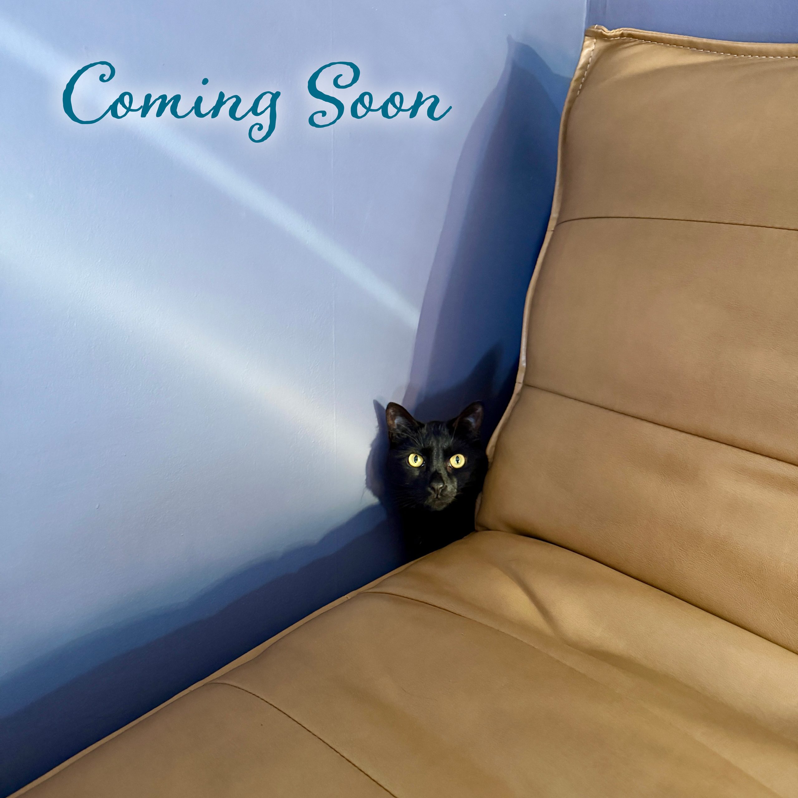 Album Coming Soon